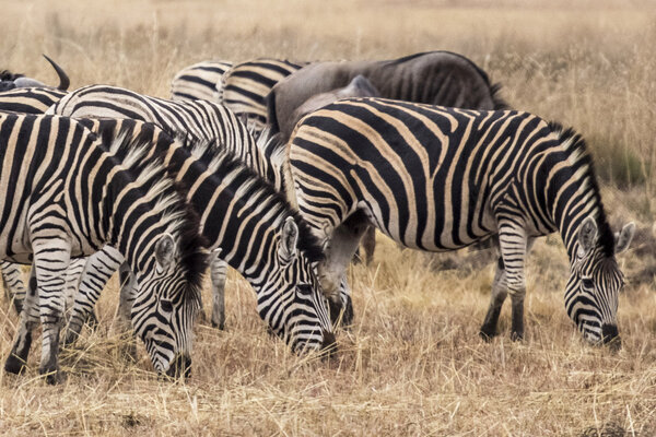 African zebra into the wilde in african savanna