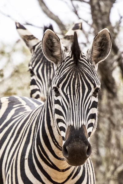 Africké zebra — Stock fotografie