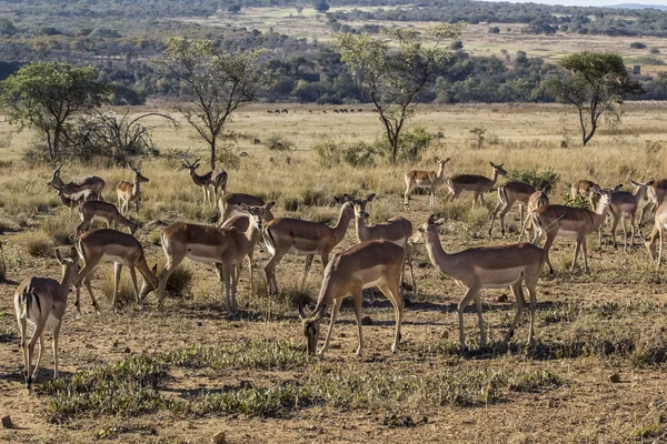 Antelope africana — Foto Stock