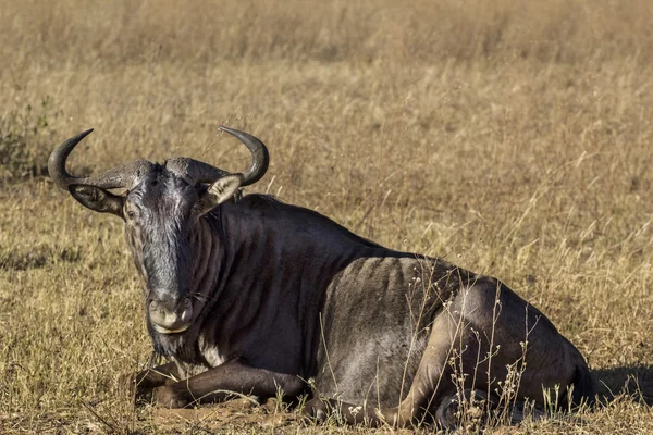 Afrikanska gnuer — Stockfoto