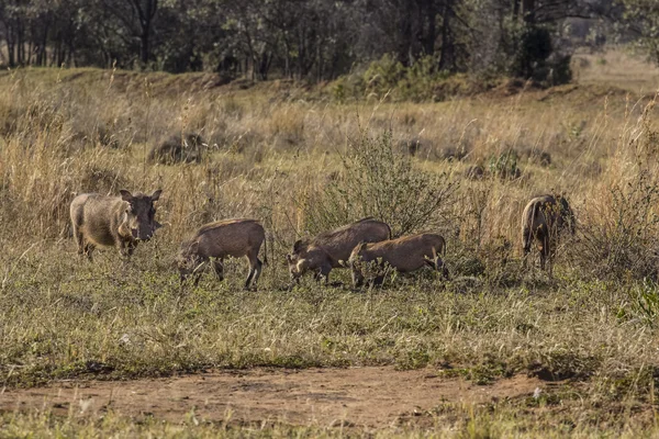 Africké phacochoerus — Stock fotografie