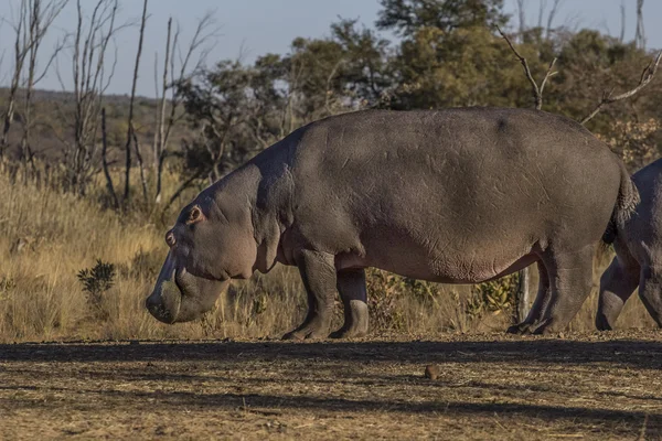 Afrikanska hippo — Stockfoto