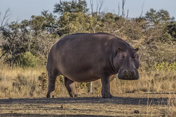 Afryki hipopotam — Zdjęcie stockowe