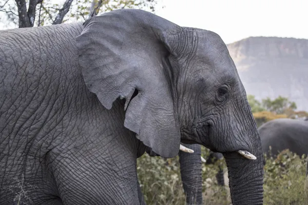 Slon africký — Stock fotografie