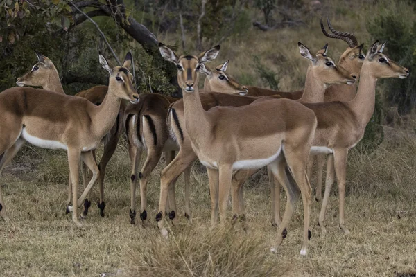 Africké antilopy — Stock fotografie
