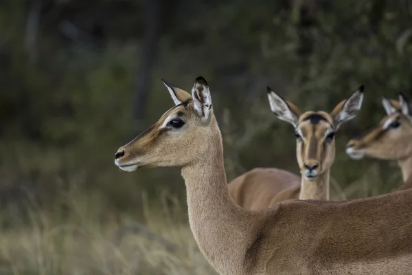 Antelope africana — Foto Stock