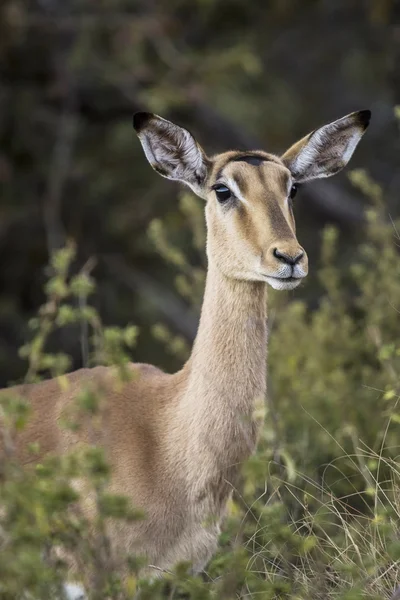 Antelope africana — Foto Stock