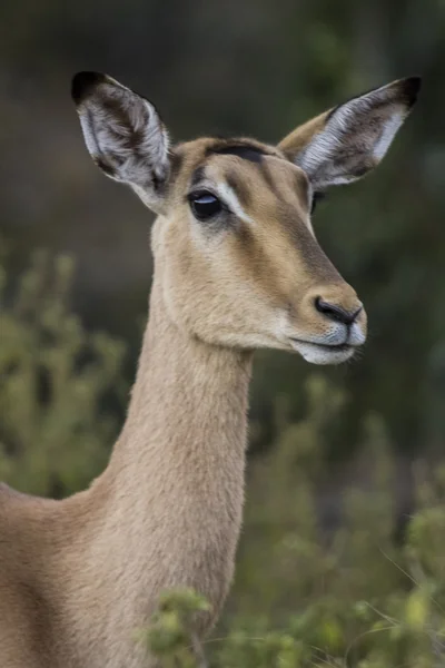 Antelope africana — Foto Stock