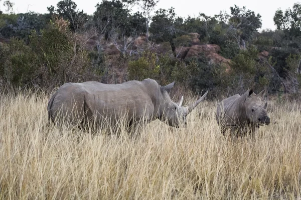 African rhino — Stock Photo, Image