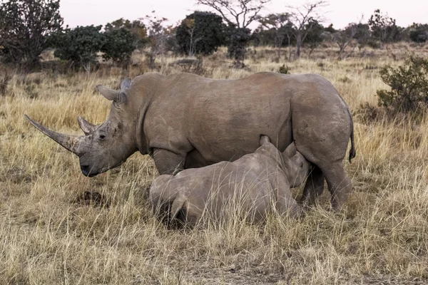 Rinoceronte africano — Foto de Stock