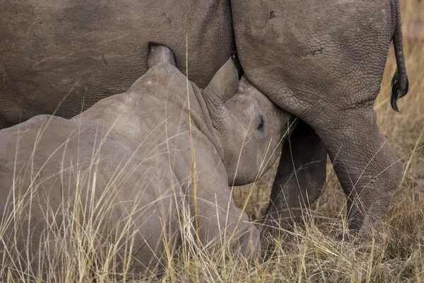 African rhino — Stock Photo, Image