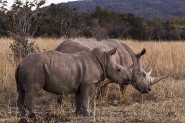 African rhino clipart