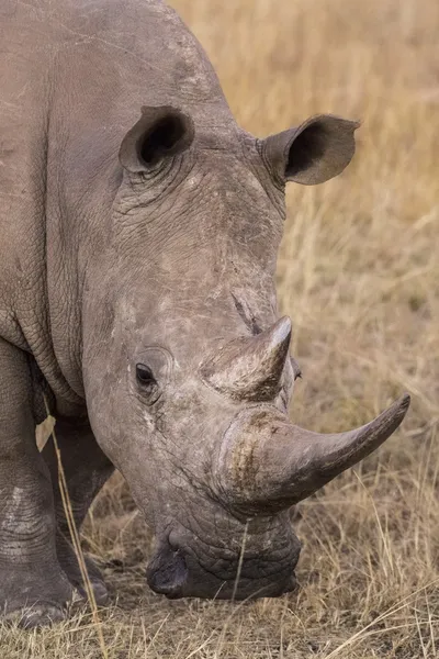 Afrických nosorožců — Stock fotografie