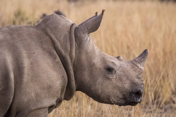 Afrických nosorožců — Stock fotografie