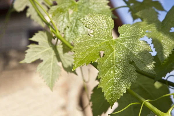 Grape leaf — Stock Photo, Image