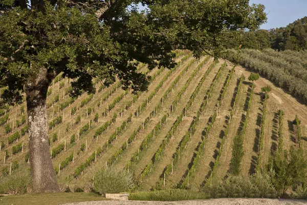 Tuscan hills — Stock Photo, Image