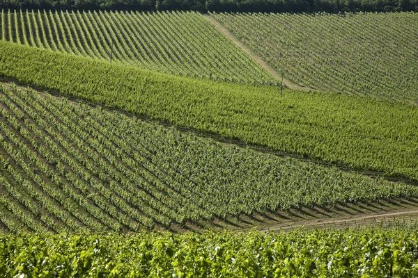 Tuscan hills — Stock Photo, Image