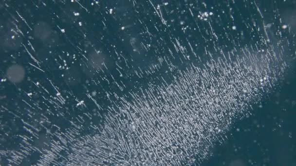 Una gran cantidad de pequeñas burbujas blancas dentro de hielo turquesa profundo y claro. Textura glacial. — Vídeos de Stock