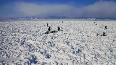 Hava görüntüsü. Kızak köpekli turistler geniş bir Hummock sahasında çabayla geçiyorlar.
