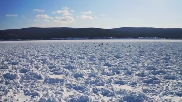 Vista aérea. Grupo de turistas con perros de trineo pasan por amplio campo de nieve hummock — Vídeos de Stock