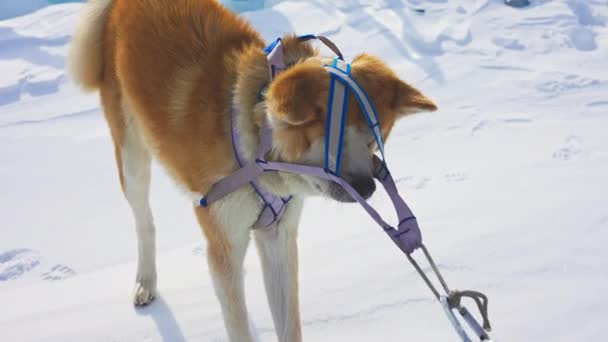 Confused sled dog stand at white snow, ginger pooch stuck in equipped harness — 图库视频影像