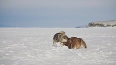 Beyaz karda birlikte oynayan iki malamute, kışın eğlenen mutlu kızak köpekleri