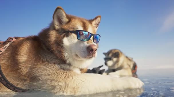 Aranyos bolyhos malamut visel napszemüveget feküdt jég felett, szánkó kutyák hűvös napsütésben — Stock videók