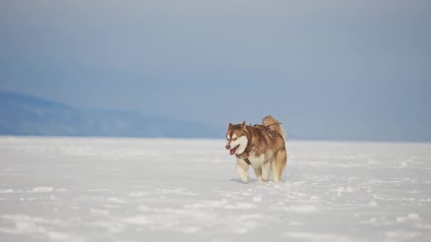 Grande marrón juguetón peludo trineo perro malamute ejecutar despreocupado sobre el campo de nieve de invierno — Vídeos de Stock