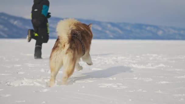 Mulher feliz em macacão preto jogar com grande cão malamute na neve de inverno branco — Vídeo de Stock