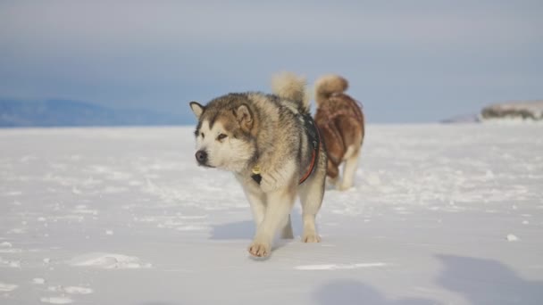 Dwa przyjazne malamutes spacer po białym śniegu, psy sanie z uprzęży ogony wag — Wideo stockowe