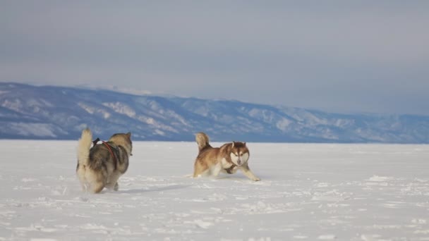 Δύο χαρούμενα παιχνιδιάρικα σκυλιά με έλκηθρο που τρέχουν με άσπρο χιόνι, πηδάνε, κυνηγούν ο ένας τον άλλον. — Αρχείο Βίντεο