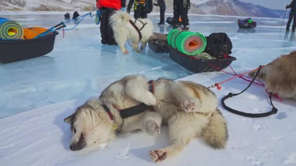 Malamut roll vissza a fehér hó, szánkó kutyák felszerelt hámot, expedíció — Stock videók