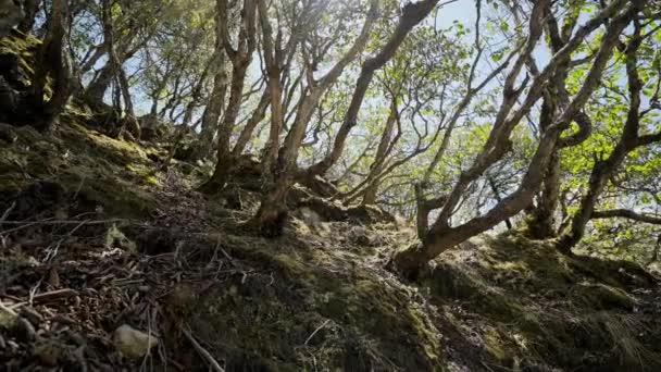 Zacht zonlicht schijnt door gedraaide gebogen boomstammen in serene evegreen bossen — Stockvideo