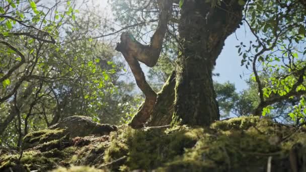 Magisch zonlicht schijnt over gedraaide gebogen oude boomstam in rustig afgelegen bos — Stockvideo