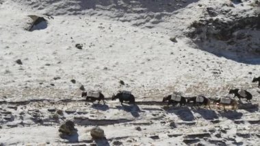 Yaks kervanı, Everest Ana Kampı 'na yük taşıyan kayalık yolda ilerliyor.
