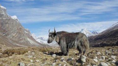 Muhteşem tüylü gri öküz gün ışığı altında duruyor. Karlı dağlar manzarası, mavi gökyüzü