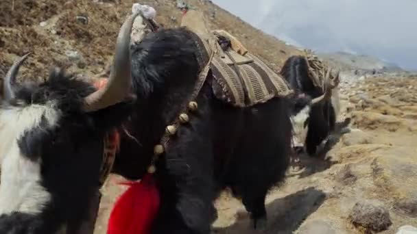 Pack animals, horned furry yaks caravan walking over rocky path at highlands — Stockvideo