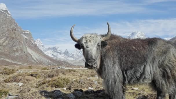 Superbe stand de yak gris fourrure ensoleillé, avec vue sur les hauts plateaux enneigés — Video