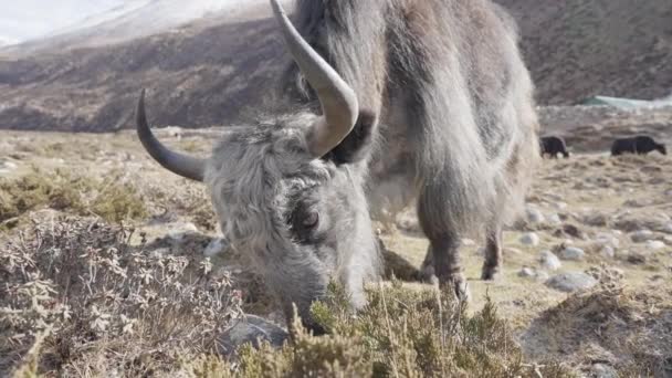 Gehoornde harige wollen witte yak grazen op hoogland weiland. Heerlijk schepsel dat eet — Stockvideo