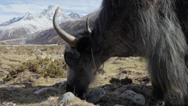 Free-roam horned furry yak graze at highland pasture. Lovely peaceful warm beast — Vídeo de Stock