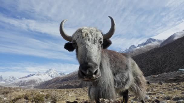 Amistoso shaggy blanco yak stand y masticar hierba en sol en las tierras altas pastos — Vídeos de Stock
