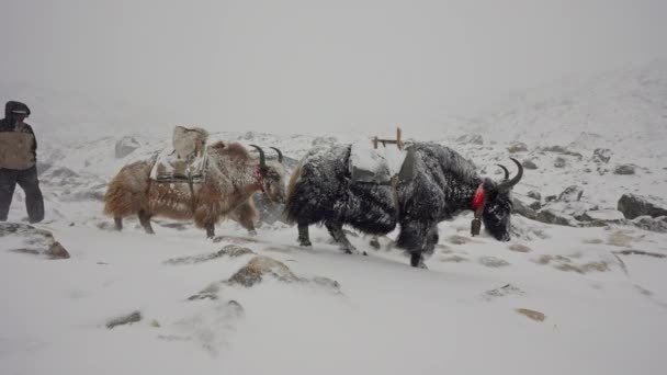 Herdsman guía yaks a través de las nevadas, una entrega de tierras altas al campamento base del Everest — Vídeos de Stock