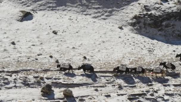 Yaks caravan moving over snow rocky path, carrying loads to Everest Base Camp — 图库视频影像