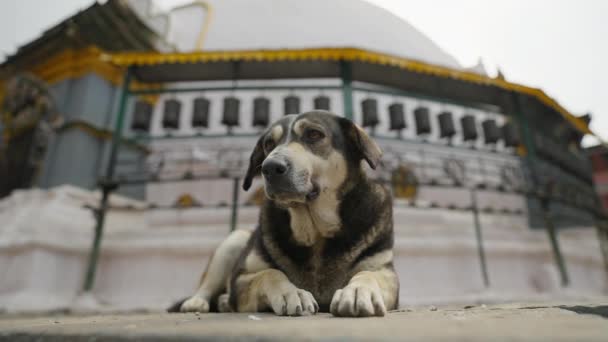 Печальный бездомный мирный серый пес лежит один на улице Катманду. Бродячее животное — стоковое видео