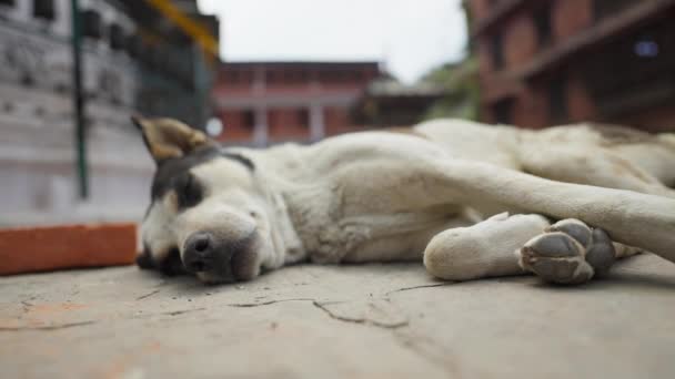 Bezdomovci zapomenutý bílý pes spí na Kathmandu Street. Zbloudilé zvíře — Stock video