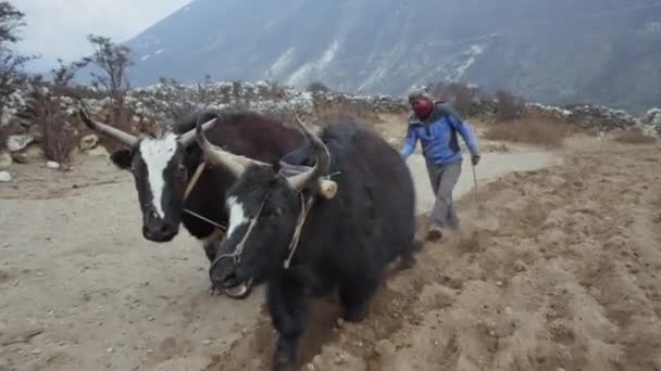 LUKLA, NEPAL - CIRCA, 2021: орати ґрунт, яки та селянин, які працюють на полі — стокове відео