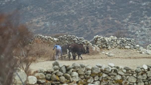 Countryside panorama. Plowman and two yaks working in rocky field, soil tillage — Video Stock
