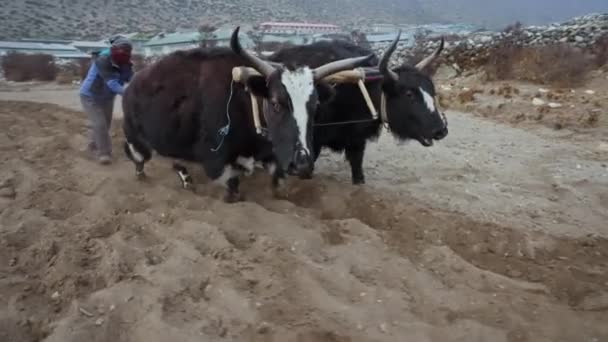 LUKLA, NEPAL - CIRCA, 2021: Two yaks and peasant plowing soil on highland field — Video Stock