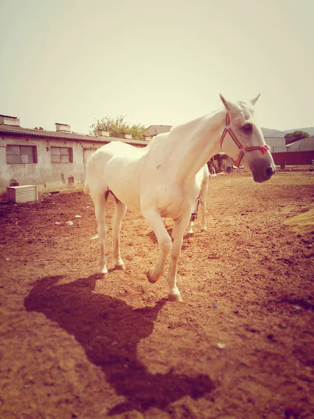 White horse on a farm yard — Stock Photo, Image