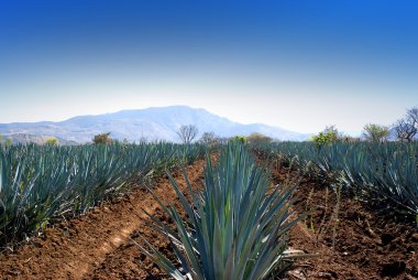 peyzaj tekila Guadalajara
